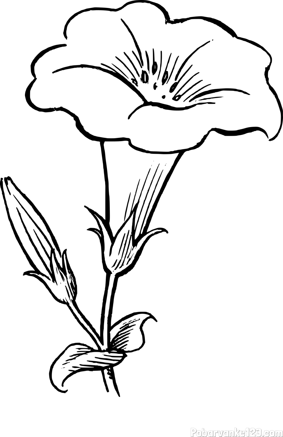 Pobarvanka rože Gamopetalous