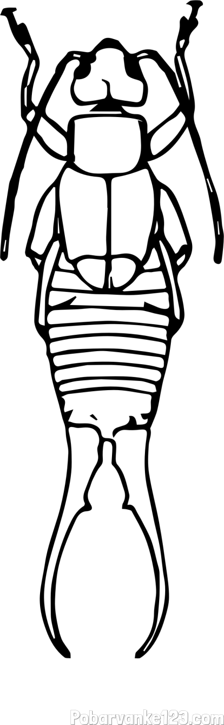 Pobarvanka strigalice