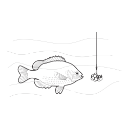 Pobarvanka velike ribe