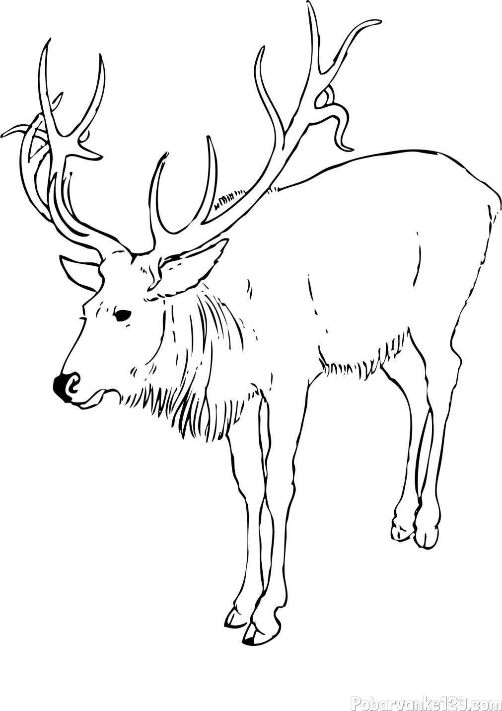 Pobarvanka velikega jelena