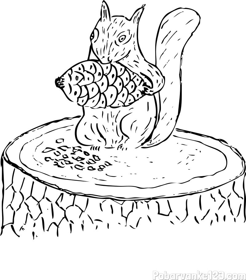 Pobarvanka veverice, ki je storž