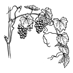 Pobarvanka vinske trte